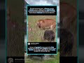 Lioness Guards Kill &amp; Confronts Approaching Hyena In Grassland#foryou #fyp #animals #funny