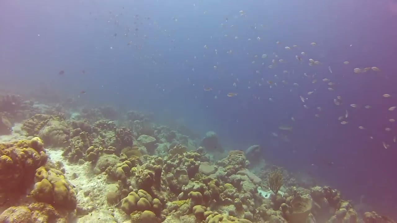 Green Turtle at Windsock Dive Site - Bonaire 2014