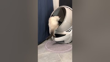 Litter-Robot ||| Open Air - Cycle / Cleaning