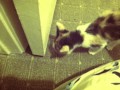 Amelia the Arkansas Kitty