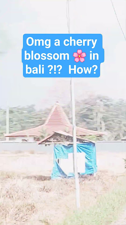 how is there a cherry blossom 🌸  in bali?