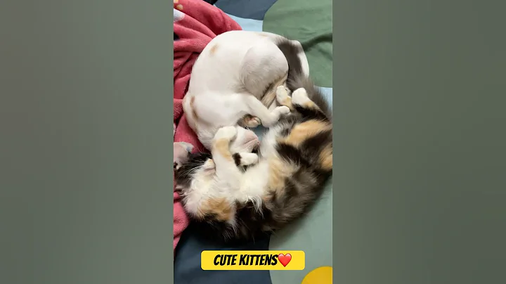 Video 9797141: persian cats indian, cute kitten sleeping