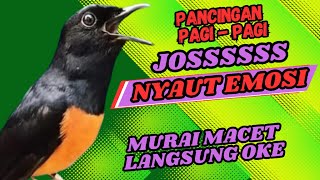 PANCINGAN PAGI-PAGI AGAR MURAI GACOR❗❗ MURAI MACET PASTI NYAUT EMOSI❗❗