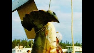 Retro Family Films, Biden collection, Canadian Club, Hammer Head shark, porpoises, 5th reel 5-inch