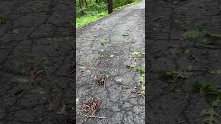 The Most Efficient Method to Use Your Leaf Blower