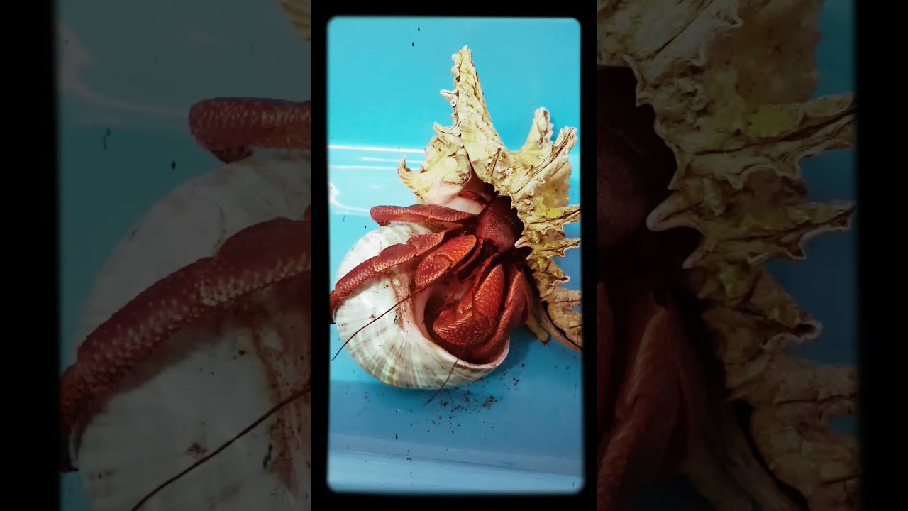 Giant Hermit Crab Changing Shells