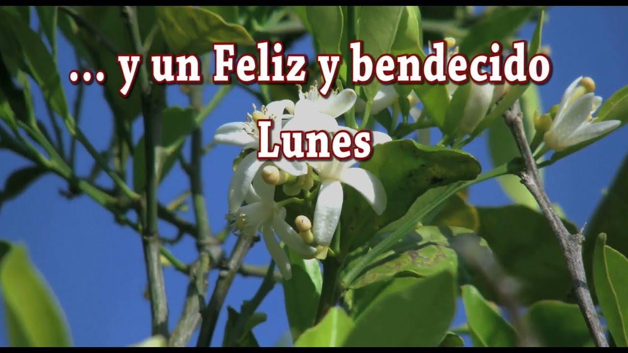 donante y donatario Feliz y Bendecido Lunes