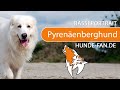 ► Pyrenäenberghund [2019] Rasse, Aussehen & Charakter