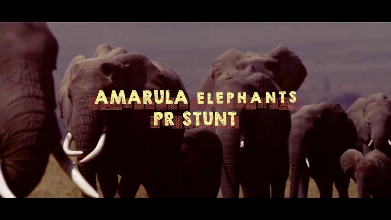 Amarula - Videocase MSL Awards 2018