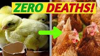 Secrets to Raising Baby Chicks With NO DEATHS | How to Brood Chicks screenshot 4