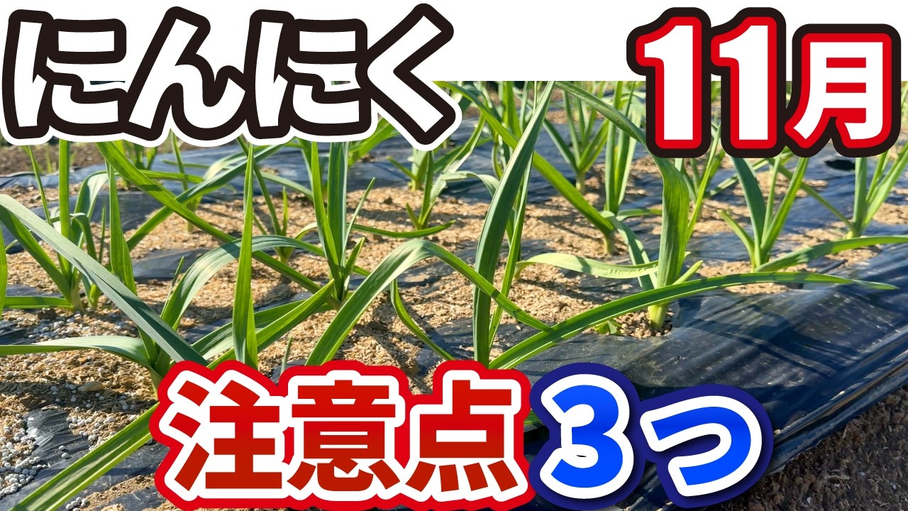 11月】ニンニクを大きく育てるための発芽後3つの秘訣 - YouTube