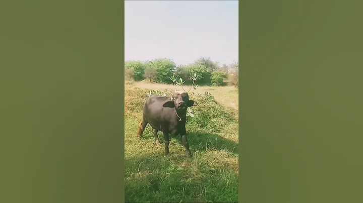 The Beauty of Buffaloes in Lush Countryside Beautiful Village life|AHN Video September 28, 2025