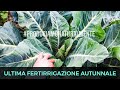 Concimazione Finale Cavolfiori Autunnali