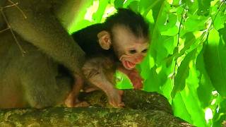 Famous Incredible thing! Tiny baby monkey struggle to leave kidnapper, that`s first time baby leaving mom. Wealth