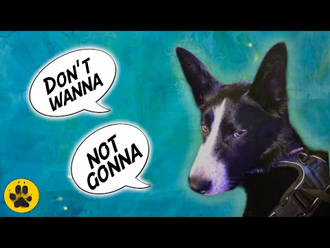 वीडियो: एक पशु अभयारण्य शुरू करने के बारे में 7 बातें जो मैंने सीखीं