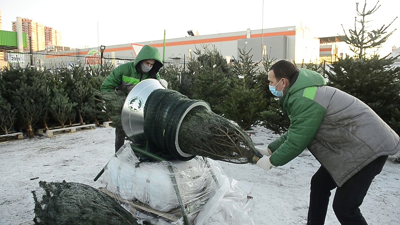 «Леруа Мерлен» знает, где в Туле купить живую елку, как с картинки ...