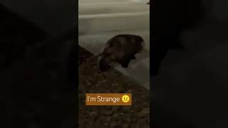 Cute Babe' đŸ¥º #catlike #pigsize #possums #findusa #strange #viralshort #youtube Cute Babe' đŸ¥º #catlike #pigsize #possums #findusa #strange #viralshort #youtube