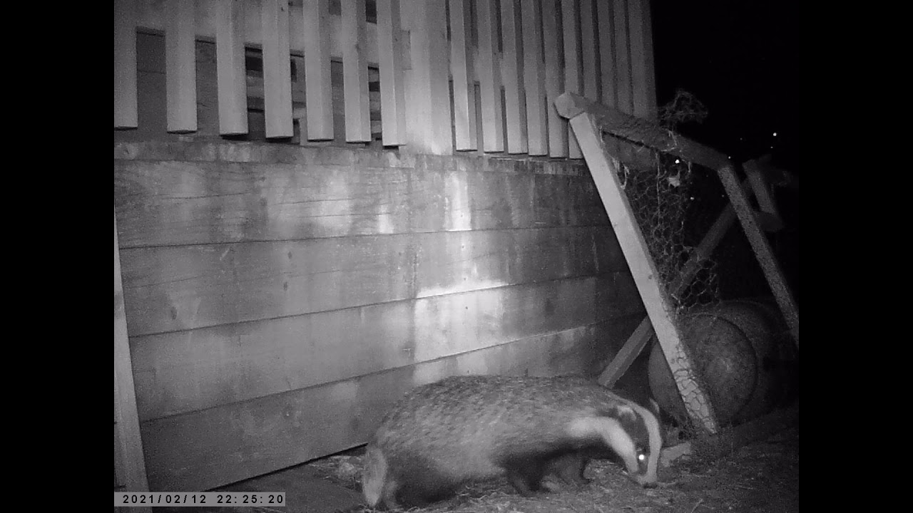 Hello Digger aka Daddy Badger