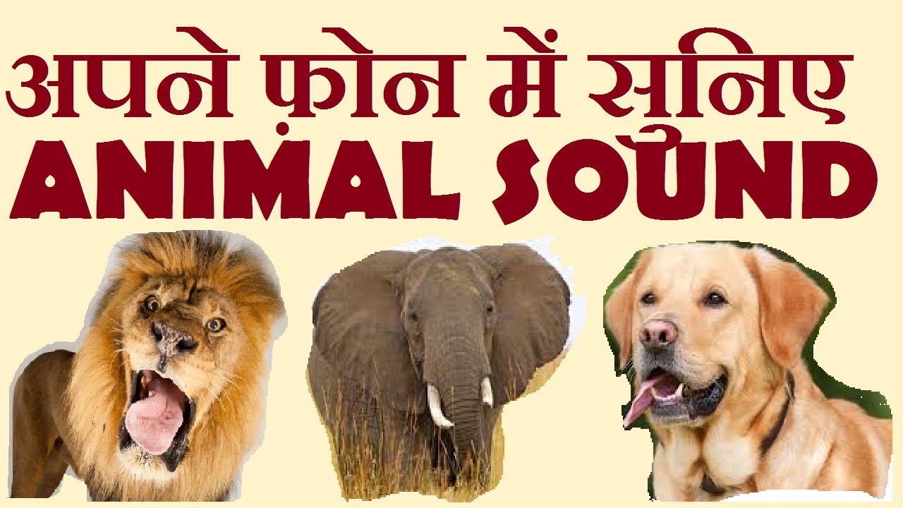 ANIMAL SOUND LEARN KIDS REAL ANIMAL SOUNDS APP HINDI !! SMARTSUPPORT HINDI  ME !! - YouTube