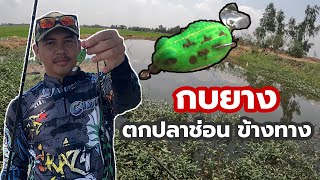 ตีเหยื่อปลอม ตกปลาช่อน หมายธรรมชาติข้างทาง ด้วยกบยาง | ตกปลา หว่านแห channel