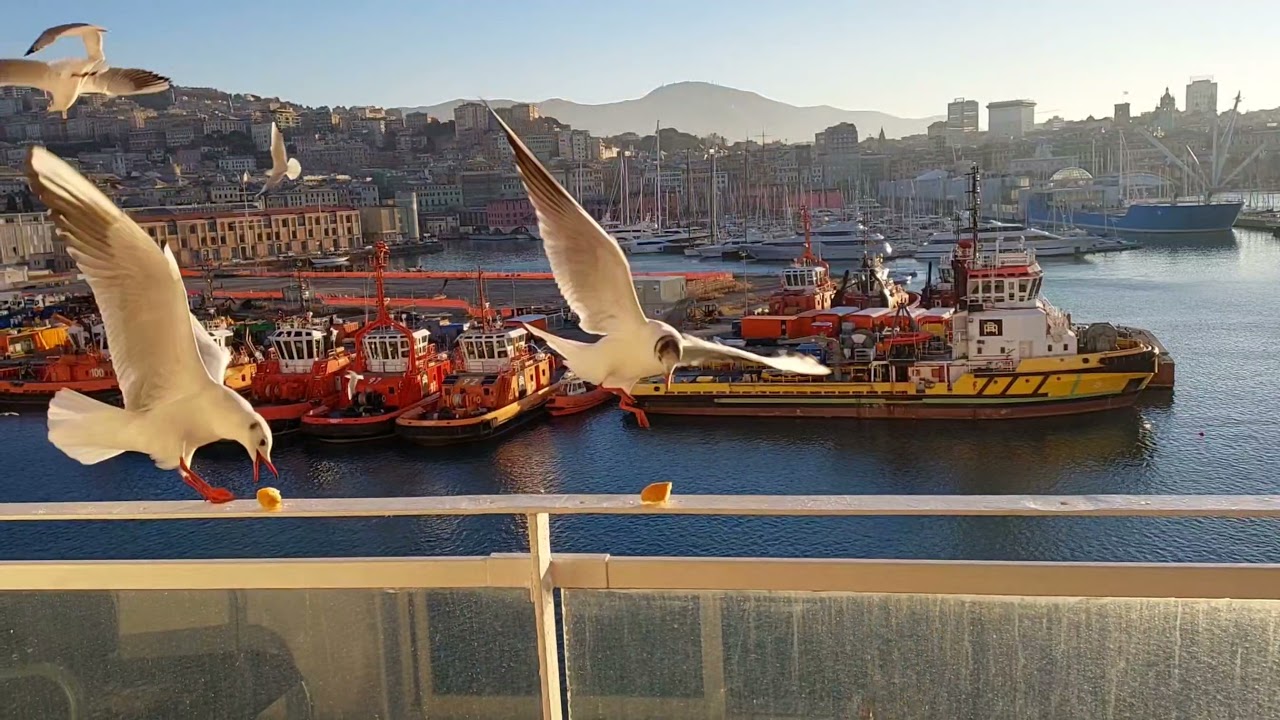 inside ship|| cruise life || animal lover ||inside the crew ship || traveling vlog|bird feeding