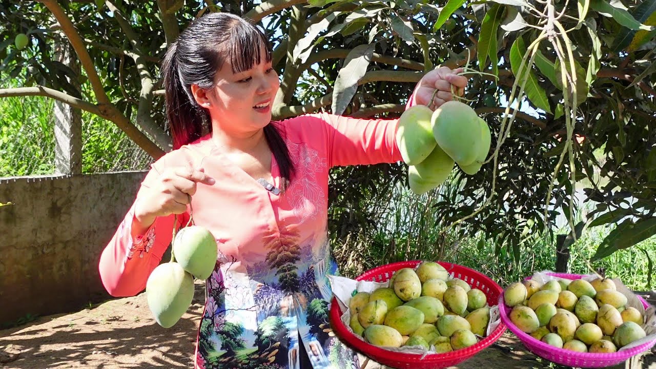 Hái Xoài Cát Hòa Lộc Xoài Tứ Quý của Bà 6 đem Ủ Chín Bán cho Bà Con | HQ 