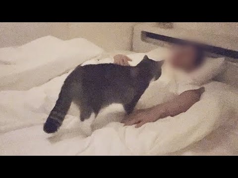 飼い主が寝てる間に猫が何をしてるか隠し撮りした結果がかわいすぎた…