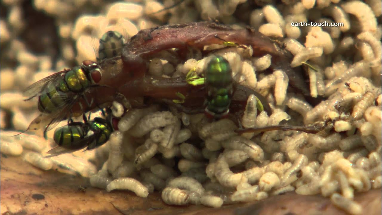 Maggots & flies consume carcass 