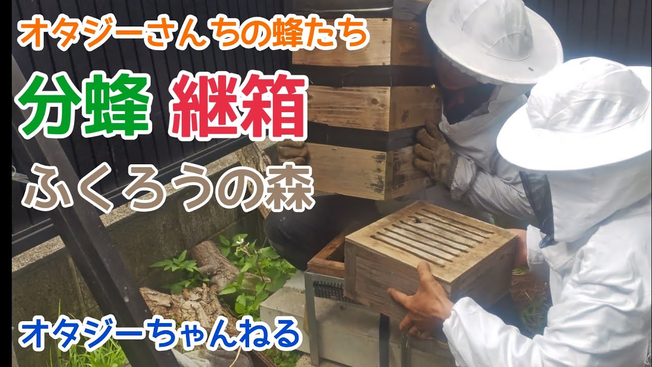 2番巣箱分蜂 1番巣箱継箱 ふくろうの森群誕生 オタジーさんちの蜂