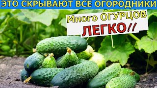 Огурцы растут без остановки. Легко ! Быстро! Доступно!