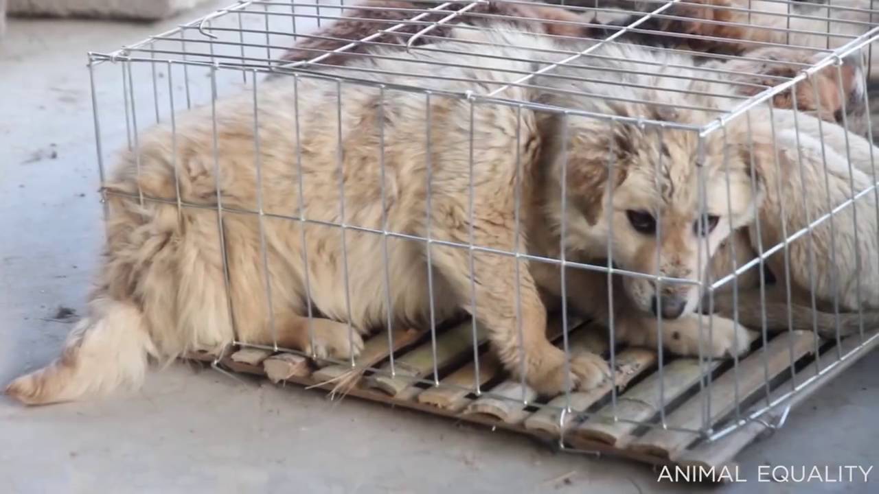 el fruto del arbol de la ciencia del bien y del mal , mercy for animals
