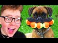 Try Not To Laugh (DOG EDITION)