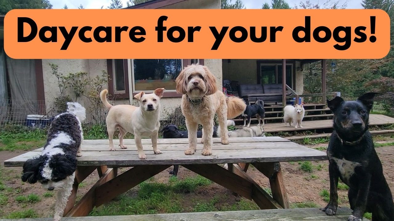 daycare-for-your-dog-video-made-just-for-dogs-engaging