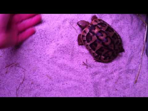 Video: Hvor Meget Koster Skildpadder?