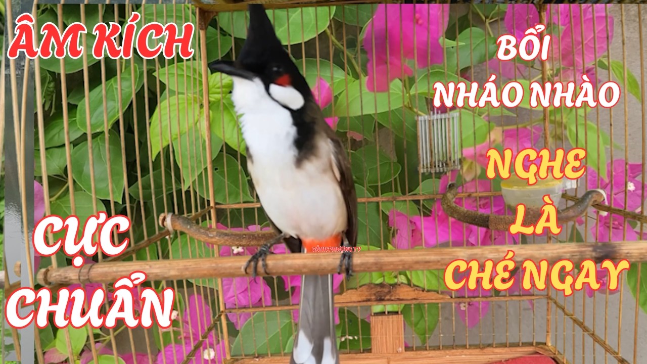 Chào Mào Kích Bổi Lên Lửa!.. Luyện Chào Mào Hót Đấu - Chào Mào Kích Trống Hót Căng Lửa. chào mào đấu