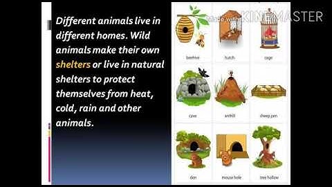 Class 3 EvS Ch-7(Animals in our lives ) Reading module-2