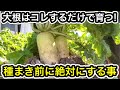 土作り不要！？すぐに種まきOKな大根の育て方。初心者も簡単！これすれば太く真っ直ぐ育ちます