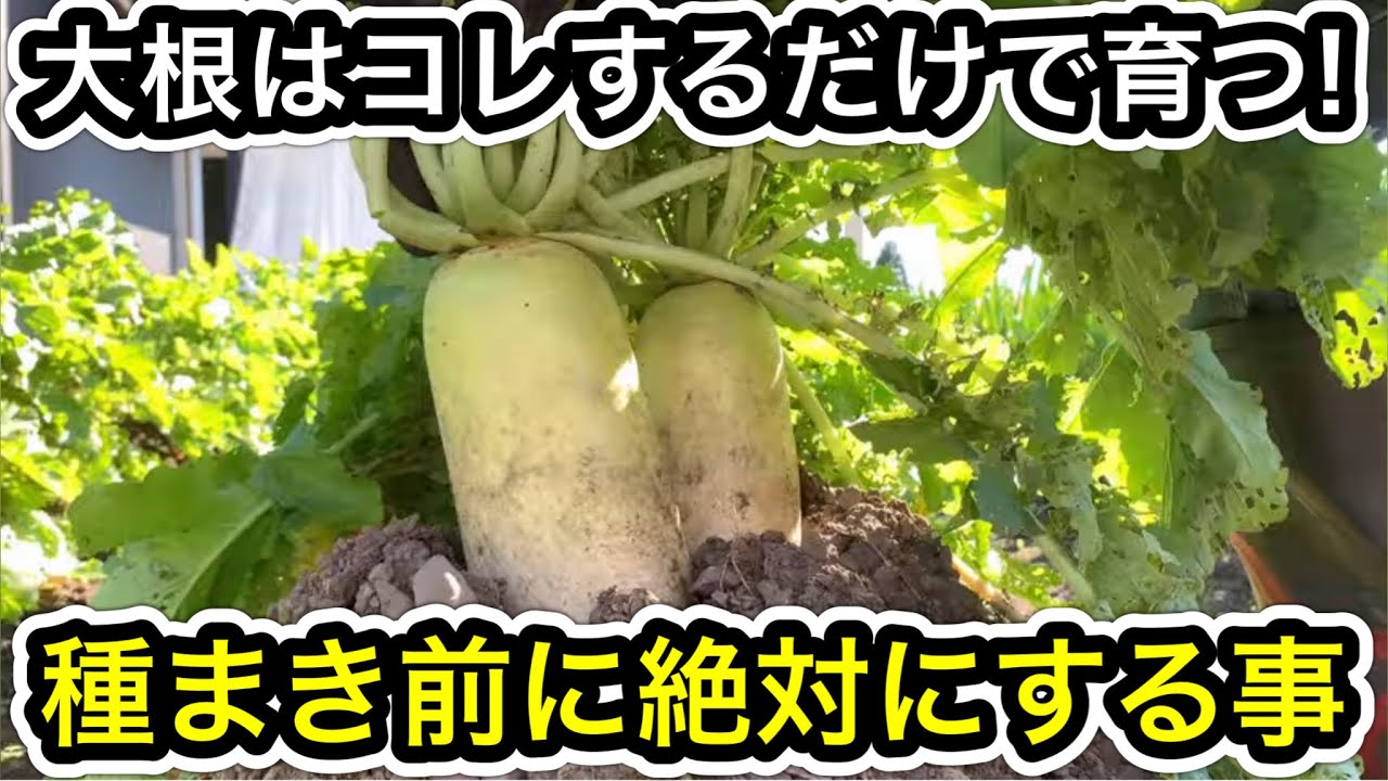 土作り不要！？すぐに種まきOKな大根の育て方。初心者も簡単！これすれば太く真っ直ぐ育ちます