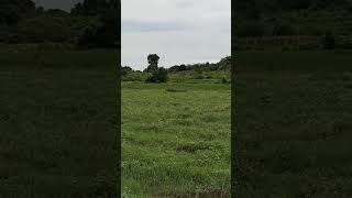 #sleepmusic #សូមចុចsubscribeនិងរូបកន្តឹងដើម្បីបានវីដេអូចំណេះដឹងថ្មីៗ #butifyoucloseyoureyes #agricu
