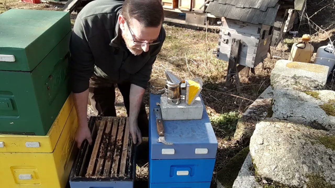 Kontrola plodování a zásob u šestirámku na Dadant blatt - jsou suprové holky jedny :-)