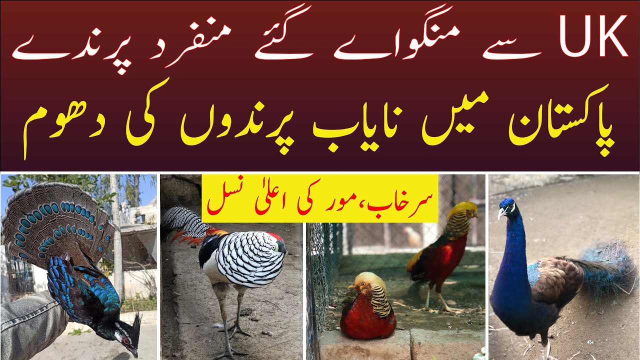 Biggest Peacock Pheasants Fancy Birds Farm in Islamabad Pakistan اردو
