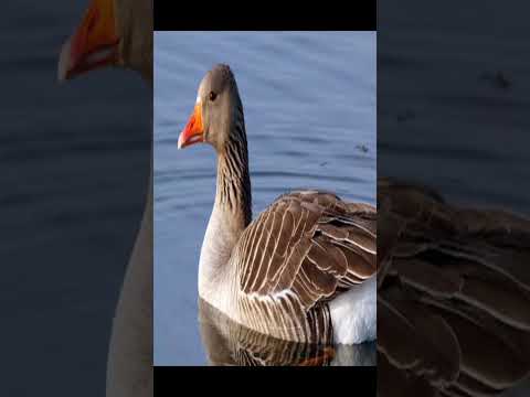 ابن الوز عوام 