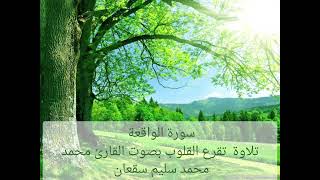 تلاوة لسورة الواقعة القارئ محمد سليم سقعان