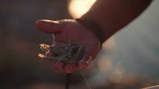H-E-B Our Texas Our Future | How do we sustainably source seafood?