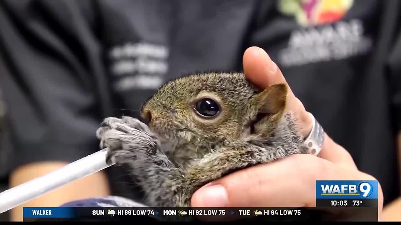 How to care for animals affected by this hurricane season