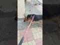 The Great Germanshefard-sheru #germanshepherd #sheru #doglife #dogshorts #trendingshorts #viralshort