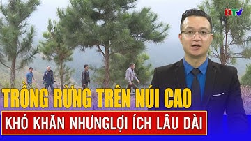 Trồng rừng trên núi cao | Chi trả dịch vụ môi trường rừng 23-2-2025 | Điện Biên TV