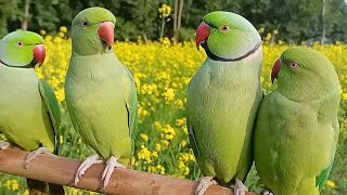 Ringneck Talking Parrot Natural Sounds\/Voice