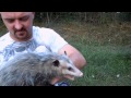 pumpkin the opossum