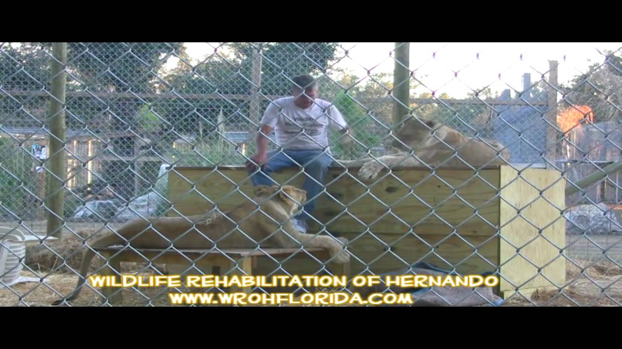"Living with Lions" Wildlife Rehabilitation of Hernando